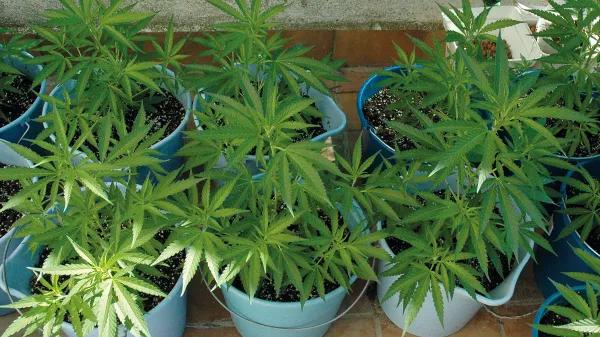 El agua en el cultivo: cómo influye el riego en las plantas