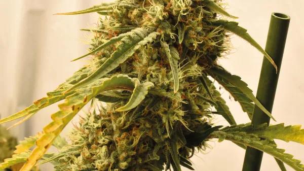 Las ventajas de tener una planta madre: cómo prescindir de las semillas y siempre cosechar lo mejor 