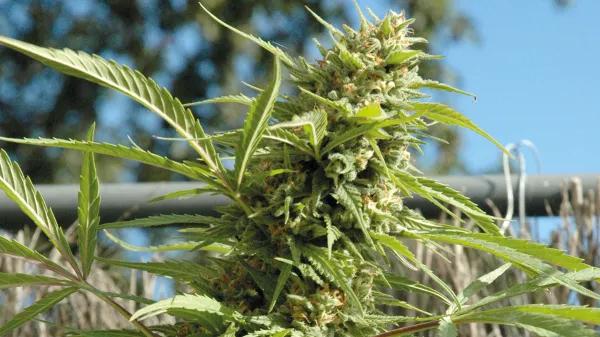 Historia del cannabis y los primeros bancos de semillas