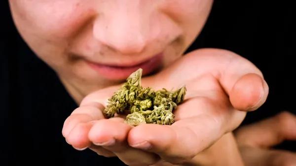 Qué le da al cannabis sus aromas y sabores únicos