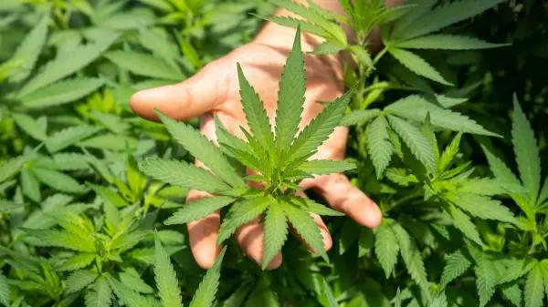 Interior vs exterior: guía técnica para elegir semillas según el entorno de cultivo