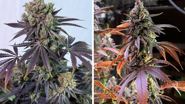 Grandpa Zombie: el apocalipsis nunca fue tan tranquilo