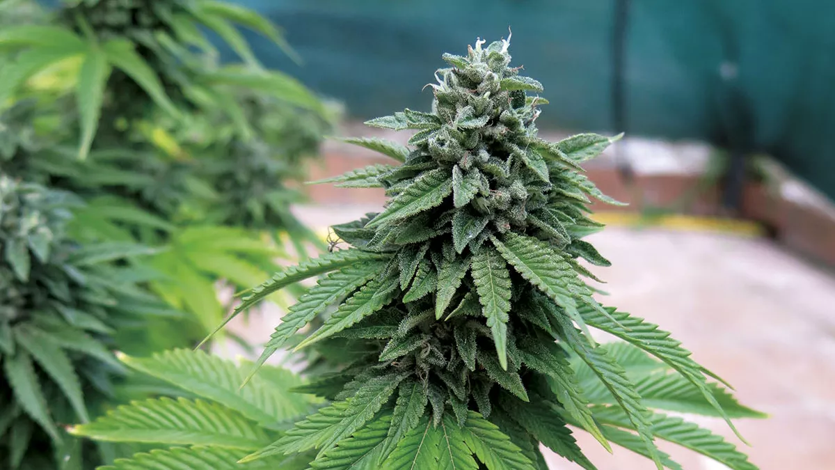 Planta de cannabis