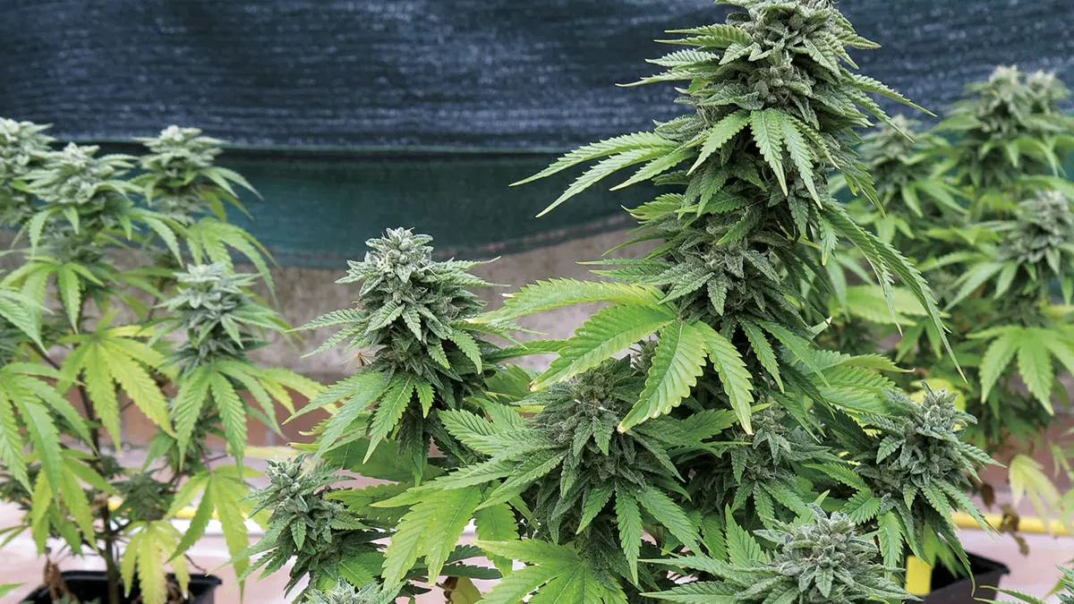 Planta de cannabis