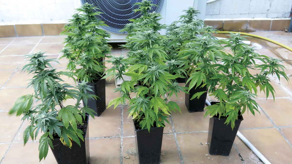 Plantas de cannabis, floración