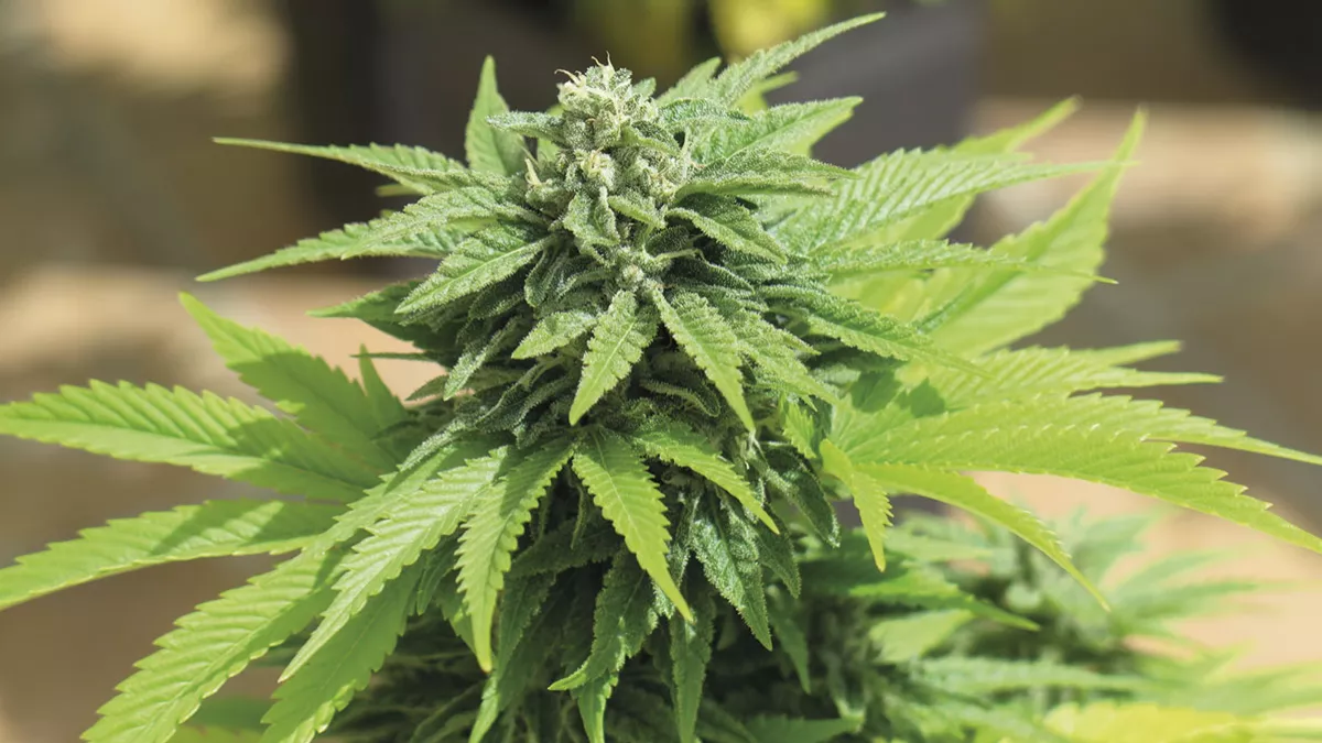 Planta de cannabis