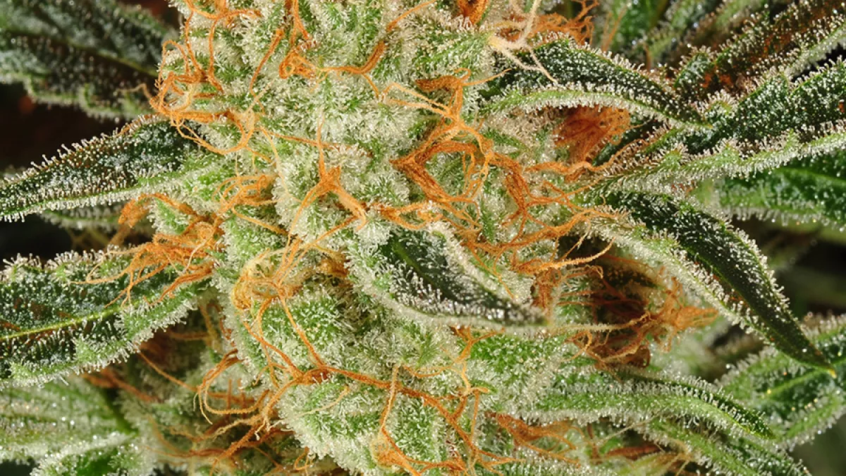 Red Headed Stranger