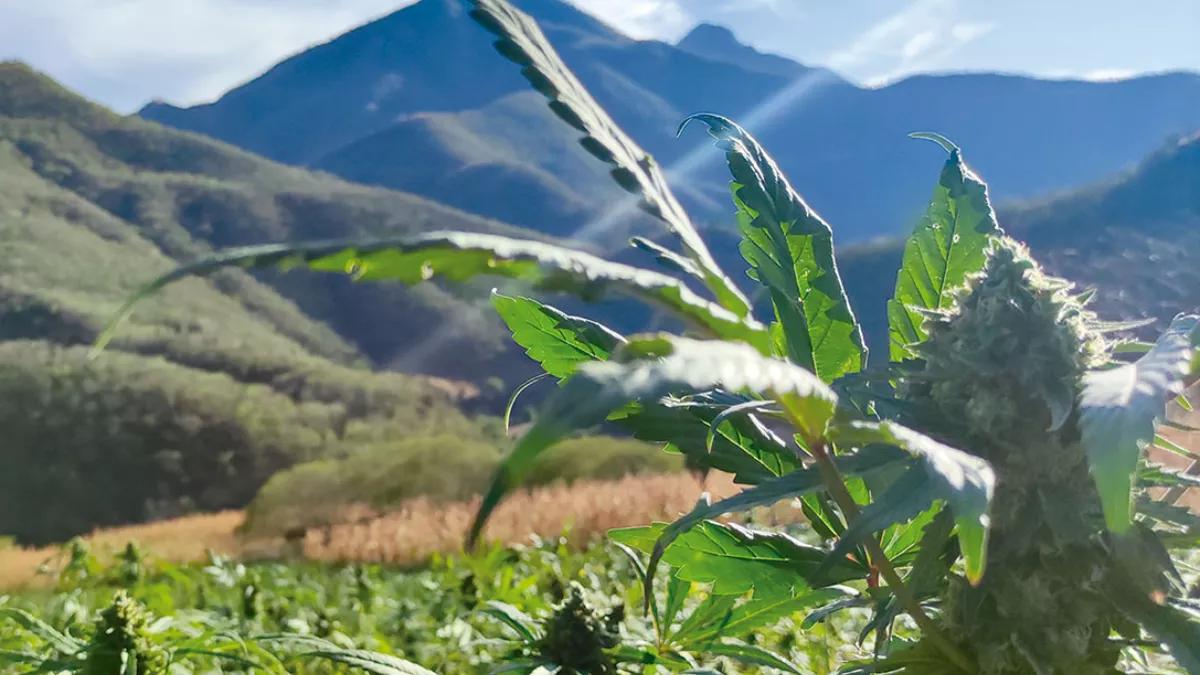 El pueblo de Tetecala: por la libertad del autocultivo en México