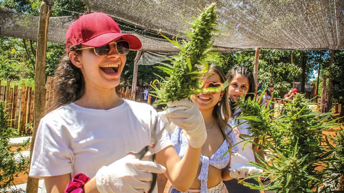 Paraguay: viaje al corazón de la sativa latinoamericana