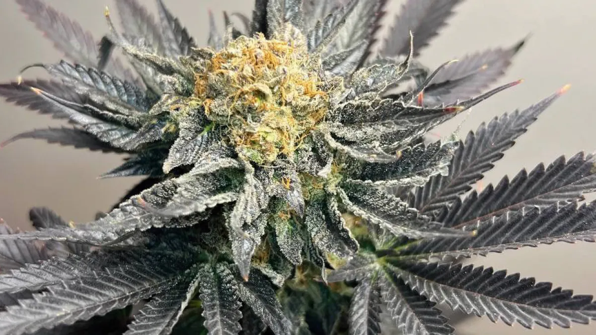 Sour Bluez, de IZI Seeds: equilibrio perfecto entre potencia, sabor y estabilidad genética
