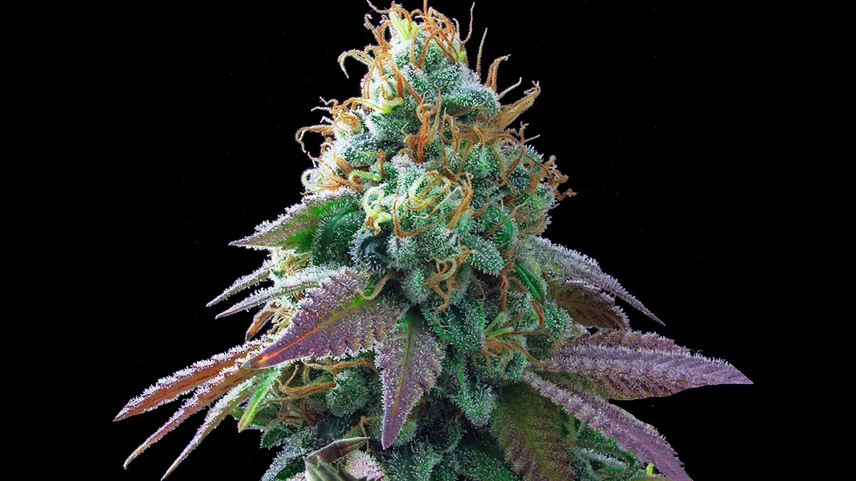 Spritzer x Rainbow Sherbert