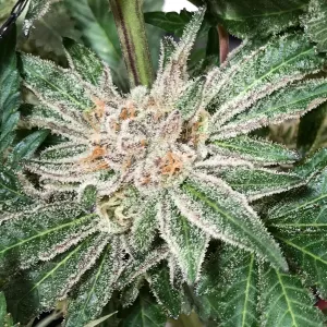 Cherry AK semillas de marihuana