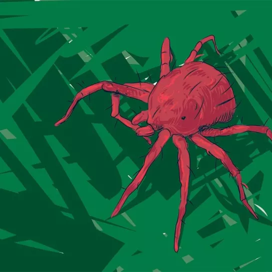 Araña roja