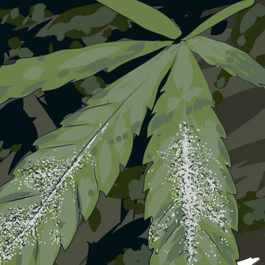 Hoja de cannabis