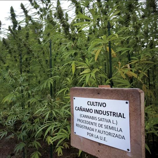 Cultivo en España