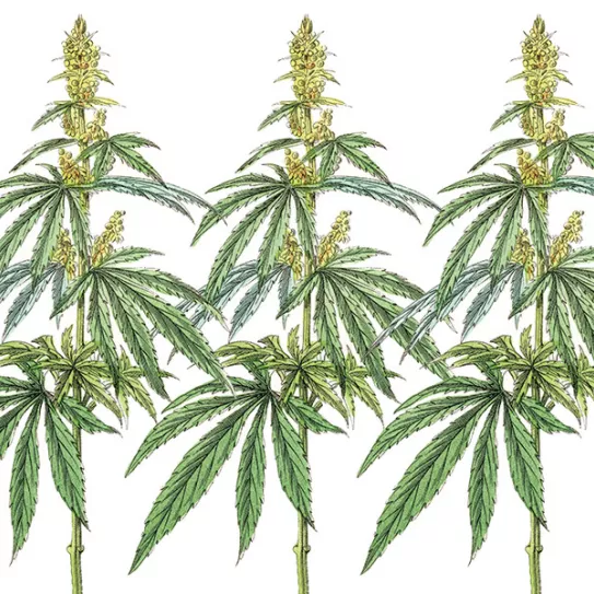 Cultivo de cáñamo