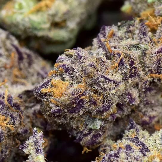 “Purple Punch”, variedad de impacto al mentón