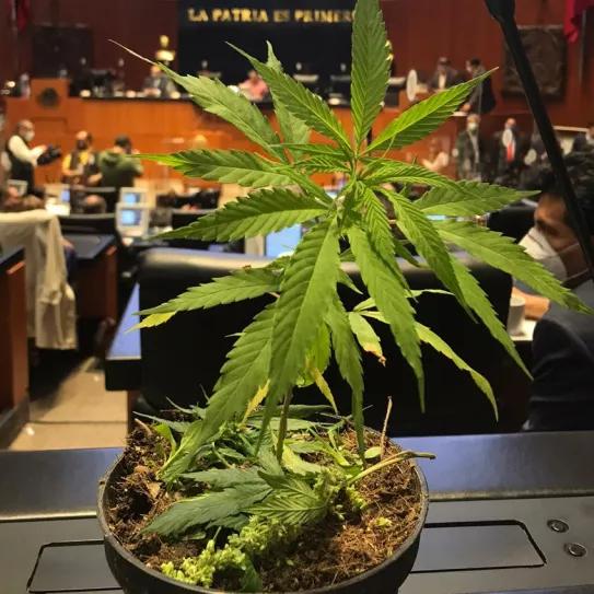 Senadora mexicana Jesusa Rodríguez lleva planta de cannabis al Senado y pide la despenalización