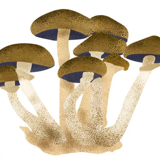 Hongos