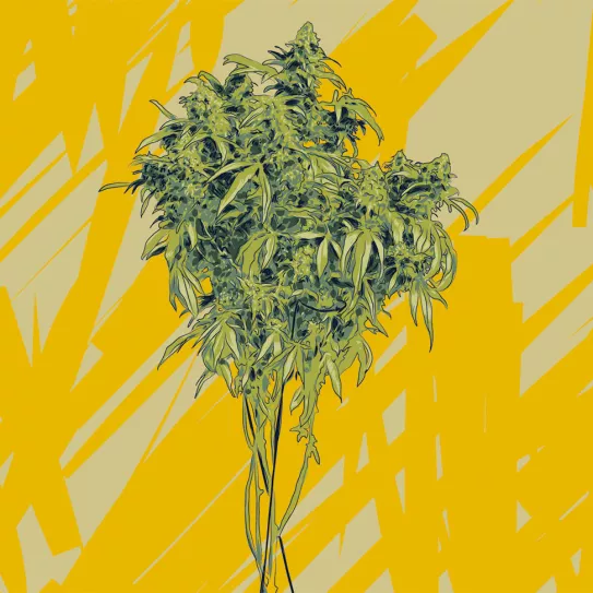 ‘Lollipopping’ 