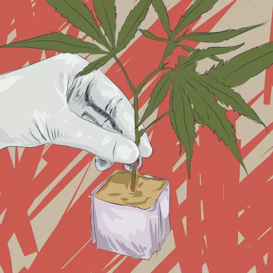 Hidroponía