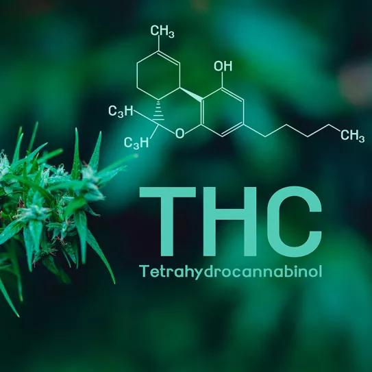 Tres estudios apuntan a que el THC podría ayudar con algunos síntomas de la Covid