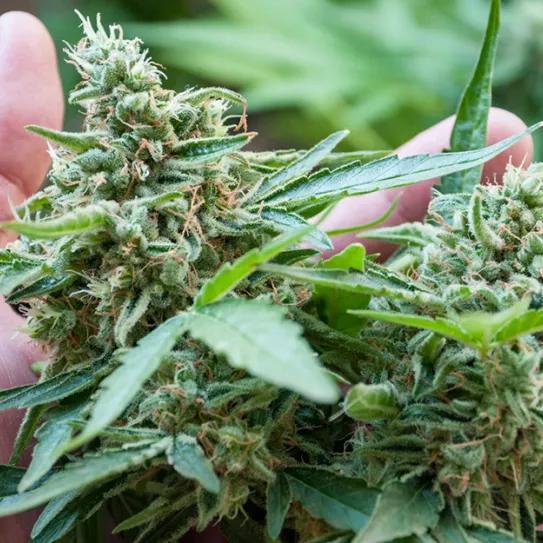Tres de cada cuatro consumidores de cannabis prefieren la flor a los concentrados