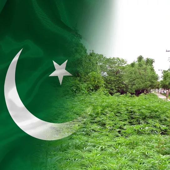 Paquistán permite el cáñamo y el cannabis medicinal