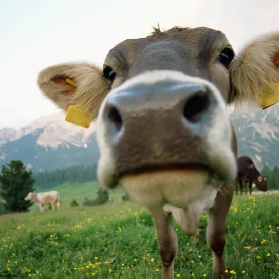 El gobierno federal de los EE.UU pretende saber si la leche de vaca que ha comido cáñamo tiene algún efecto psicoactivo.