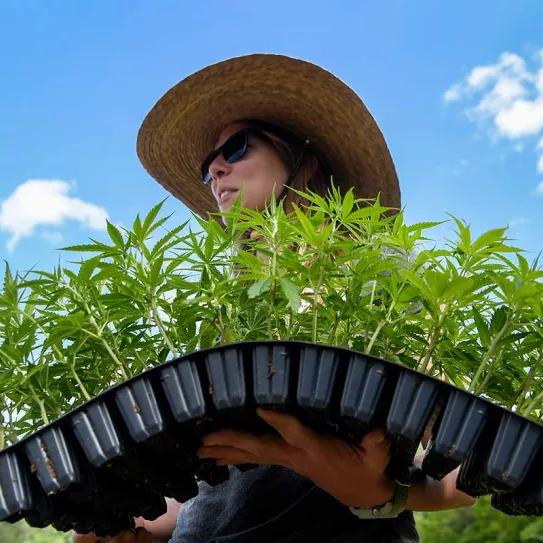 Detenciones bajan un 30% en Texas desde que se legalizó el cáñamo