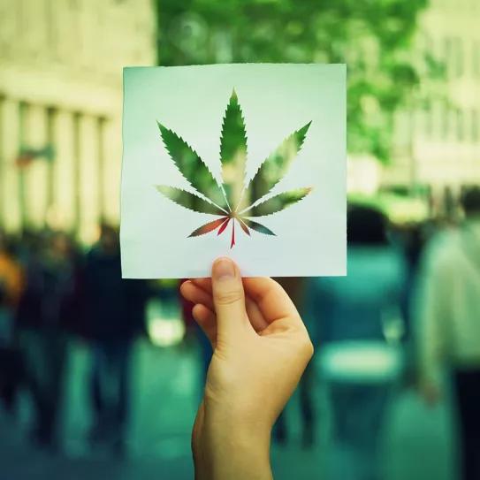 Podemos ultima proyecto de ley para regulación integral del cannabis