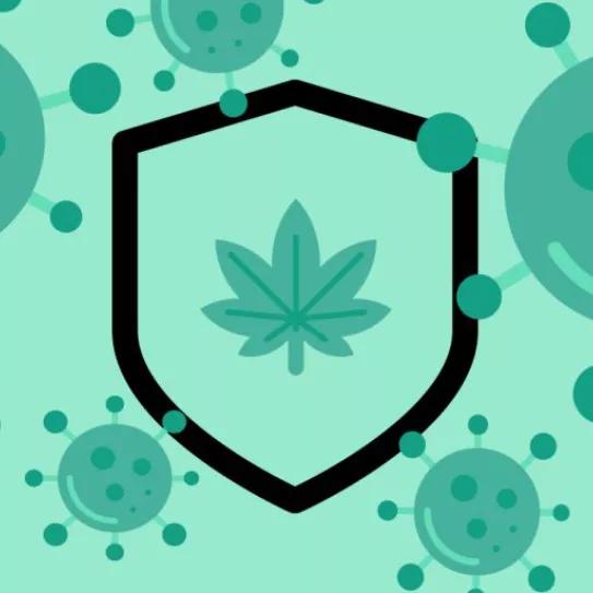 ¿El cannabis empeora o mejora el sistema inmunológico?
