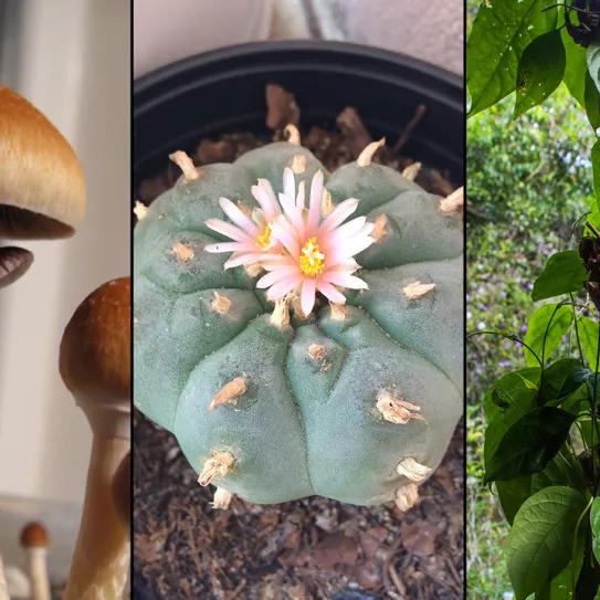 Ann Arbor, Michigan, descriminaliza los psicodélicos