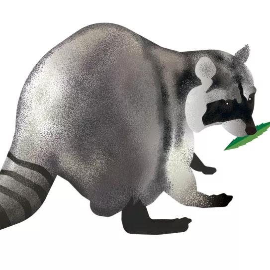 Ilustración: Mapache