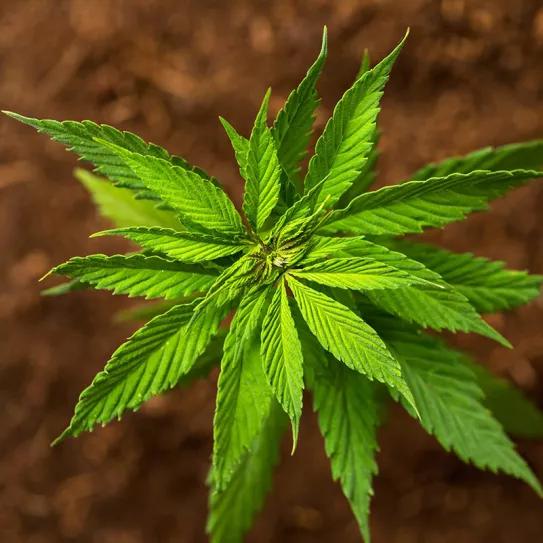 ¿Por qué el 0,3% THC es el estándar máximo para el cáñamo?