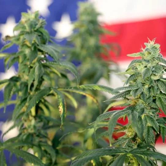 Gobierno estadounidense parece querer desclasificar la marihuana como droga peligrosa, aunque en realidad no