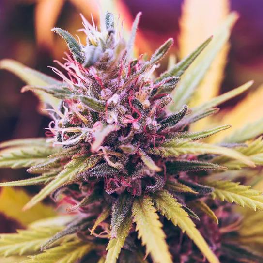 Tu hierba más verde: ¿Por qué elegir el cultivo 100% orgánico? BioBizz