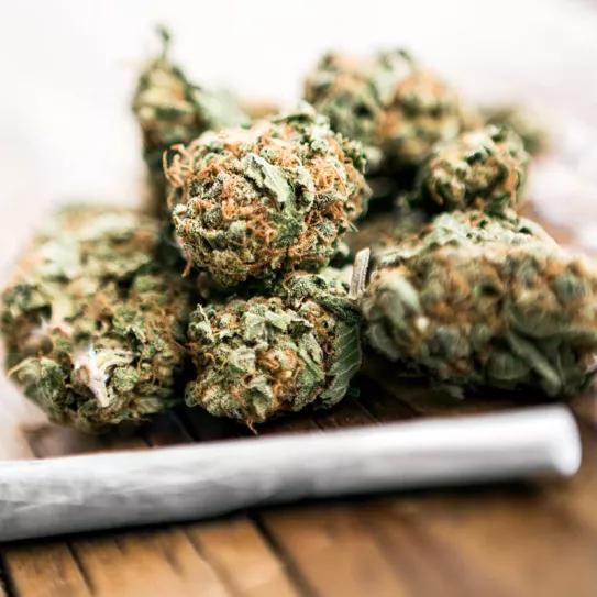 Así funcionarán los clubes de cannabis en México