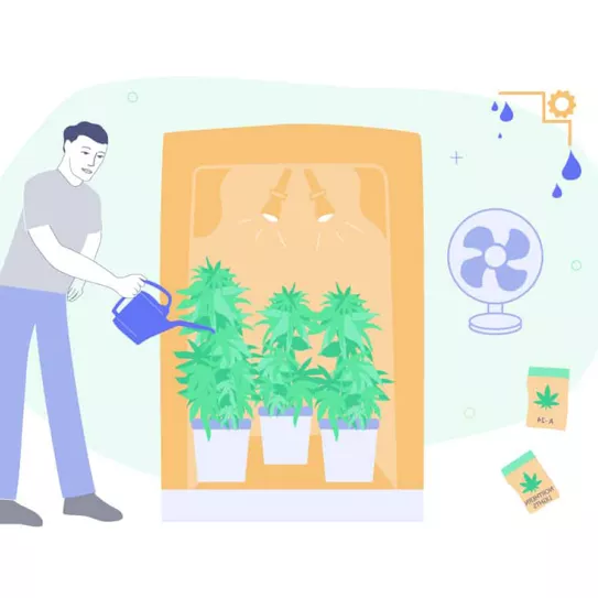 Planta que no crece 