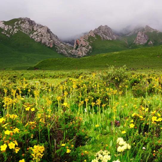 El cannabis se originó en el Tíbet según las últimas investigaciones