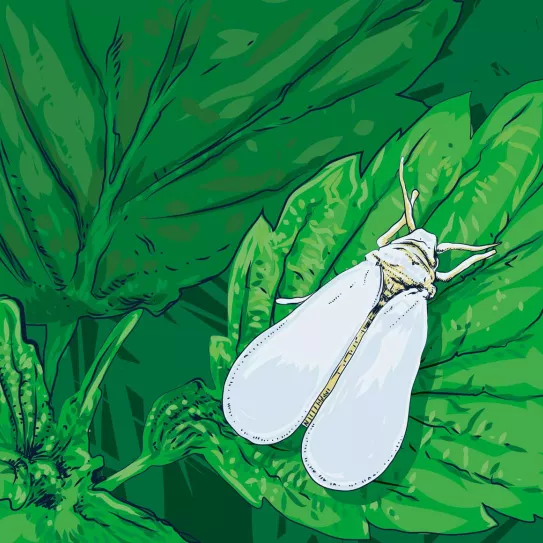 Mosca blanca 
