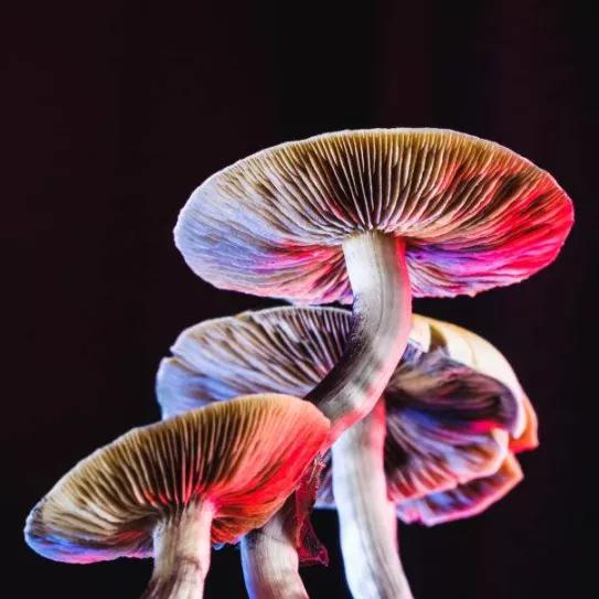 Hospitalizado de gravedad por inyectarse un té de setas alucinógenas 