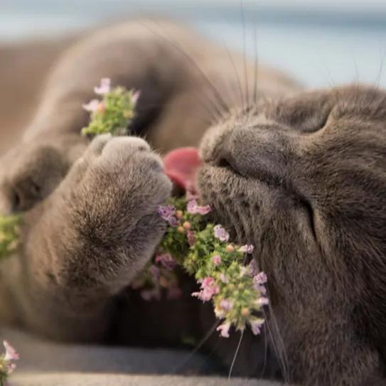 La hierba gatera activa los receptores opioides de los gatos y les protege de los mosquitos 