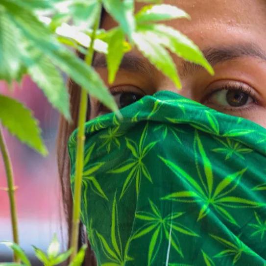 Advierten que la ley mexicana del cannabis puede criminalizar a indígenas y campesinos