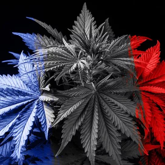 El 80% de los participantes de una encuesta voluntaria en Francia está a favor de regular el cannabis