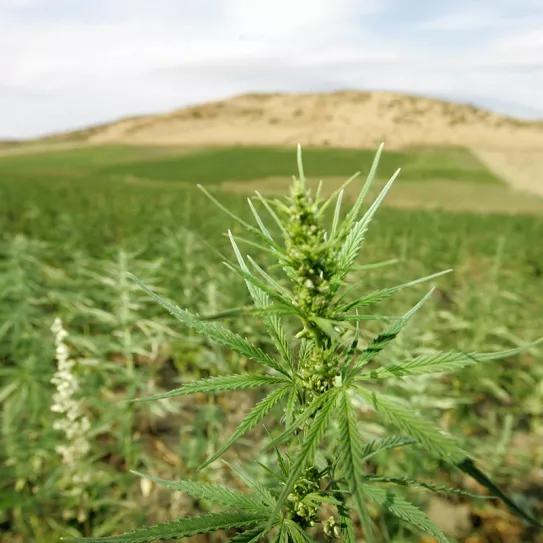 Marruecos aplaza el debate sobre la regulación sin fecha y sin explicaciones. Foto de Abdelhak Senna