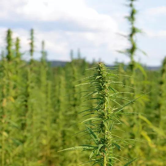 Pakistán apuesta por los cultivos de cáñamo como alternativa al algodón