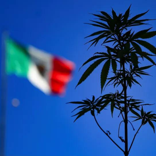 La Cámara de Diputados de México aprueba la ley de regulación del cannabis
