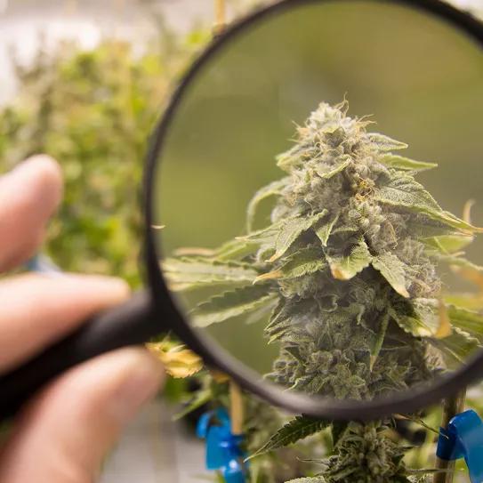 El Ministerio de Interior de Uruguay anuncia controles adicionales sobre los clubs de cannabis