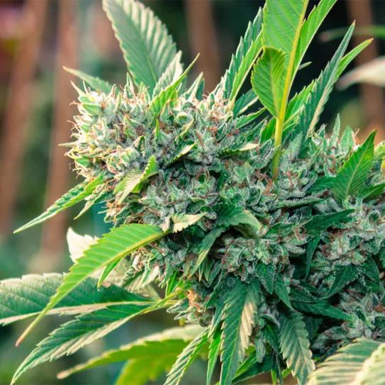 El Senado de Hawai aprueba el proyecto de regulación del cannabis